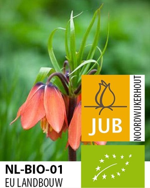 Bio Fritillaria Early Dream